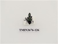 藏品(步行蟲(2))的圖片